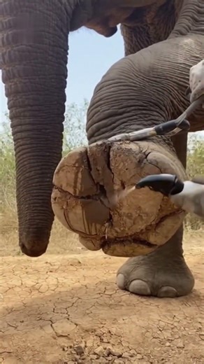Nail Tip Appears Under Continuous Water Flow #birdsanctuary #birds #feathersandnests #elephant