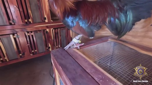 More than 150 roosters euthanized in cockfighting investigation
