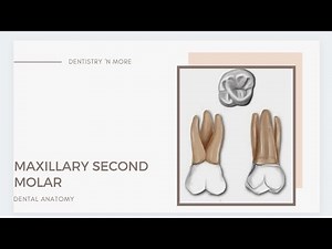 MAXILLARY SECOND MOLAR