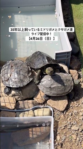 35年以上飼っているミドリガメとクサガメ達ライブ配信中！【4月26日（日）】 #亀 #ミドリガメ #クサガメ #癒やし #癒し動画 #癒やしのペット