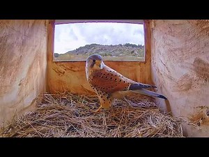 Inside a Kestrel Nest - 24/7 LIVE 🔴 by Morten Hilmer