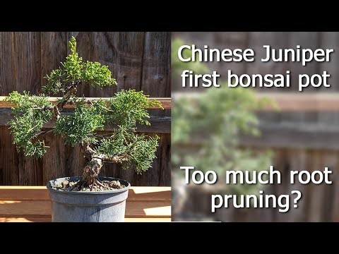 Chinese Juniper Bonsai First Root Prune and Repot