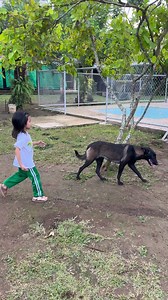 316K views · 7.7K reactions | The Lady Alpha | Supero Dog Farm | Facebook