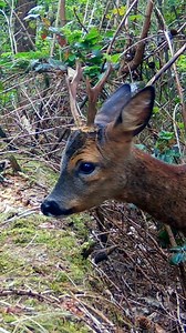 6.1K reactions · 33 comments | Nice tree for a jump  . . . . . #buck #deer #nature #animals #natuur #forest #animalsofinstagram #wildlife #cuteanimals #trailcamera #wildlifephotography #wildlifeofinstagram #bambi | Once Upon a Forest | Facebook