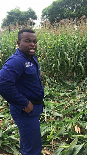 Traditional Harvesting for Livestock Feed Making: Silage Farming Techniques