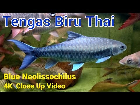 4K Close Up Video Ep. 5 : Ikan Tengas Biru Thai | Blue Neo Neolissochillus Stracheyi