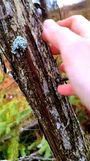 Tree Trunk Taps & Claps ASMR 🌲✨