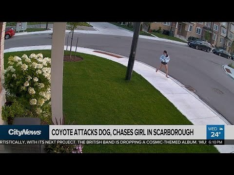 Coyote attacks dog, chases girl in Scarborough