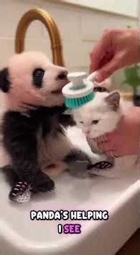 Can a CAT and a PANDA be best friends? 😱 #shorts #panda