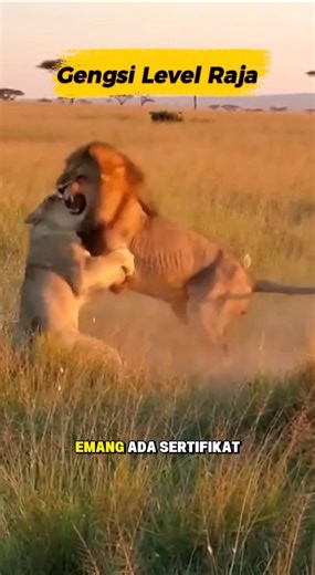 Saling Sok Jago #trendingshorts #fypシ゚viral #animals #savanna