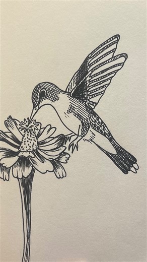 Janeth Avila on Instagram: "25/365 daily sketches Hummingbird 🌼 #sketches #artwork #artist #fyp #dailysketch #pendrawing #crosshatching #foryoupage #discover #reel #explore #hummingbird #hummingbirddrawing"