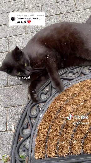 What to Name a Black Cat: Choosing the Perfect Moniker for Your Feline Friend