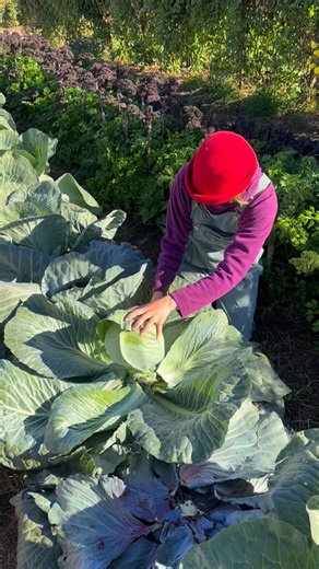 Heads are rolling on the farm this Halloween! And you can roll your way into the farmstand this weekend. Have a Happy Halloween everyone 🎃 | Easy Bee Farm