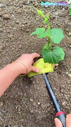 High quality chayote cultivation techniques
