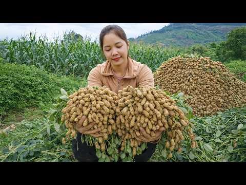 Harvesting Peanuts From The Field To Sell At The Market | Thanh Family Life