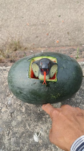 experiment in watermelon with snake 🐍