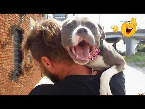 HILARIOUS DOGS Doing the Weirdest Things 🤪🦮 NEW Funniest Dogs 2026 #73