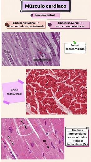 Tejido Muscular