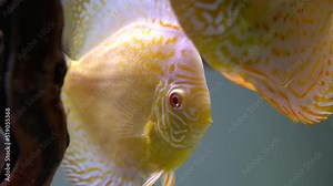 Closeup video of Albino discus cichlid Fish in aquarium