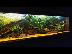 Biotope aquarium, west africa