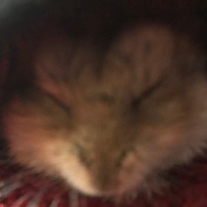 TSM_Fire - Twitch