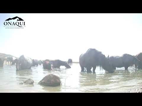 Foal Waters with Band in Spring