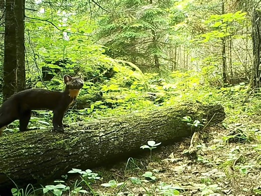 Daniel Alexander - best 0f 2024 Video #3 of 10 | Whiteshell Cottagers Association