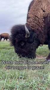 4.3K views · 1.7K reactions | Prolific grazers! Bison use their tongue and bottom teeth to swipe the grass. They also leave a saliva on the grass that is a catalyst for the grass to grow. Bison won’t take the grass all the way to the ground, like a horse, unless they have to. #bison #buffalo #farm #agriculture #grass #grazing | Cross Timbers Bison | Facebook