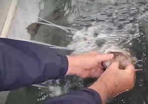 60 reactions | Fizzing a fish #fishing #bassfishing #conservation | Heather Smith Outdoors | Facebook