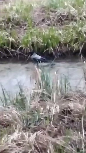 A crow on a fishing trip