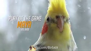 the best overwatch player to date | Birb Memes