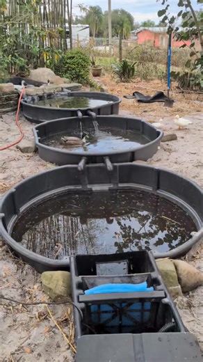 Progress on the duck pond mansion! Cheaper than pond liners and thicker -- these stock tanks are going to work great ! Just a few more things to touch up before it's running full time 🦆🦆🦆🦆 . . . . . #FarmLifeFun #floridafarm #FarmLife #duck #pond #callduck #repurp#repurposed | Firefly Quail Farm