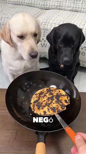 El Perro Más Bondadoso Del Mundo 😯❤️
