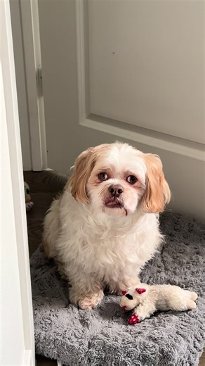 dude thinks he can take over by moving his bed into my room🐶 #dogsoftiktok
