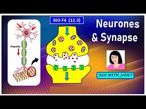 SPM BIOLOGY FORM 4 CHAPTER 12 (12.3 ) NEURONES & SYNAPSE I SENSORY NEURONE, MOTOR NEURONE & RELAY N