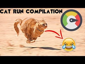 funny Run vines (Cat Version)| Funny Cat Run Video!! Most Hilarious !!!