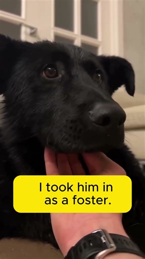 A Stray Dog Followed Us Home