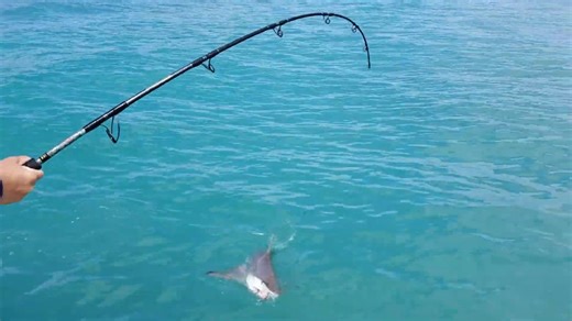 “I’ve never seen this many sharks” they were fighting over the lure