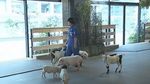 Farm opens on 13th floor of Tokyo high-rise