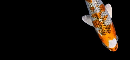 Kujaku Koi Fish For Sale | Next Day Koi