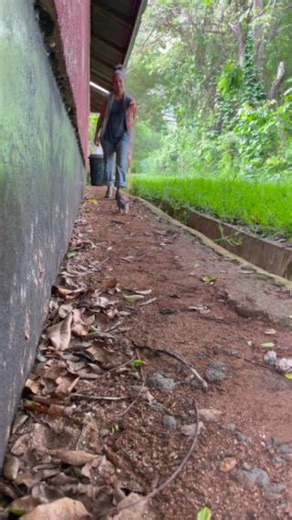 In the world of #rats, each one is unique, and Lanner is no exception. Recognizing that running away to hide is a survival strategy ingrained in their DNA, Dr. Cindy Fast gives HeroRAT Lanner the gift of patient and calm freedom to explore his surroundings. By allowing him to choose when and where to venture, she's building his confidence outside of landmine detection training sessions, ensuring he feels secure and focused when learning how to save lives with his powerful nose. Dr. Fast gives La