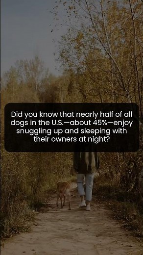 Discover why nearly 45% of dogs prefer sleeping with their humans