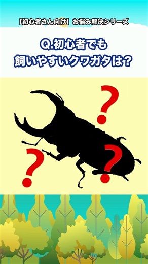 Q.初心者でも飼いやすいかっこいいクワガタは？【初心者さん向け】お悩み解決シリーズ！#クワガタ #カブトムシ #クワカブ #飼育方法