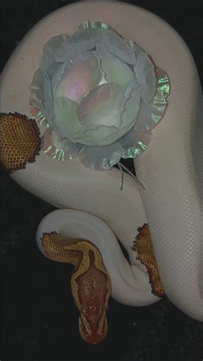 My beautiful ball python 🤍#animals #pets #foryou #shorts #ballpython