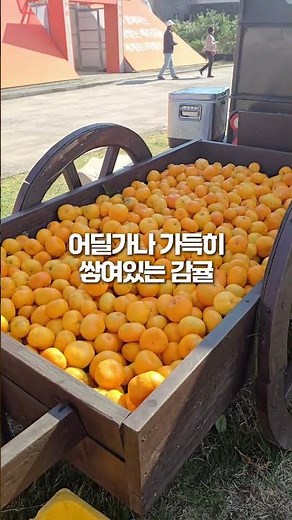 🍊감귤로 가득 찬 5일! 2025 제주감귤박람회🎉