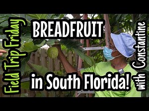 Field Trip Friday- Constantine Grows Breadfruit in South Florida!