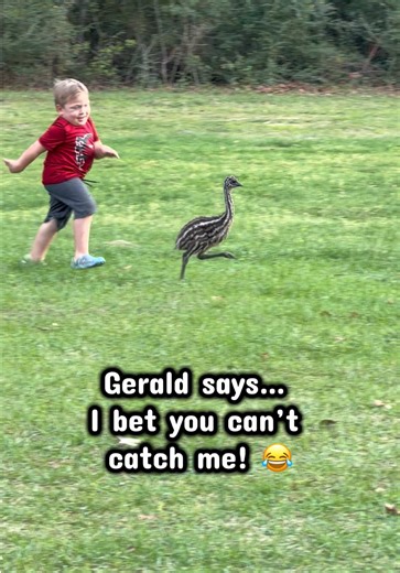 Playing with the babies ❤️ they sure love getting by to stretch those long legs!! #emu #farmlife #babyemu #allboy #springtime