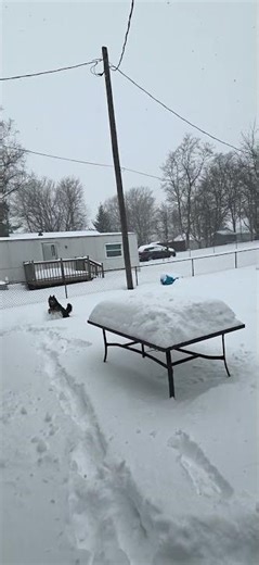 Dino loves playing in the snow ❄️ ❄️ snow ❄️
