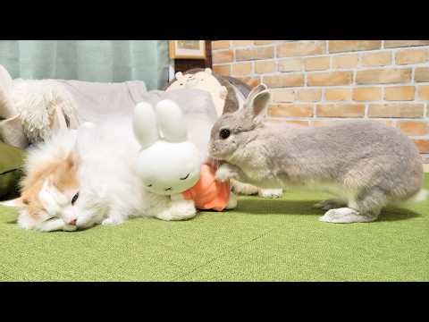 猫が大事そうに抱えてるぬいぐるみを寝てる隙に持ってちゃうウサギさんがなんかおもろいｗｗｗ