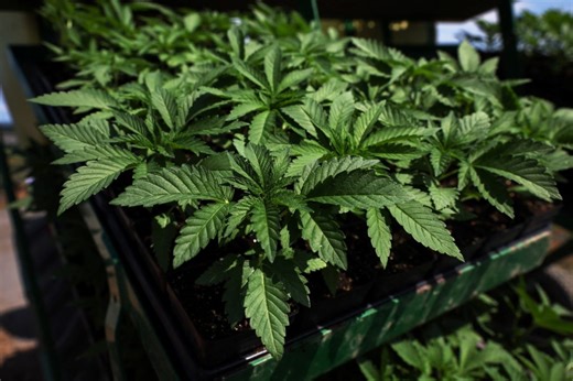 How marijuana’s reclassification could change U.S. drug policy
